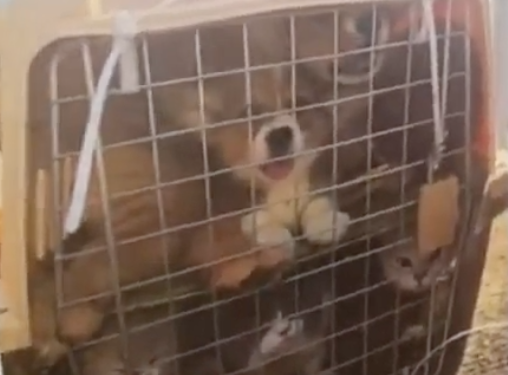 Seorang Pria Ditangkap Karena Menyelundupkan 136 Kucing dan Anjing ke Hong Kong