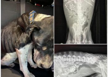 Saking Lapar dan Tak Ada yang Bisa Dimakan, Anjing Ini Terpaksa Makan Batu