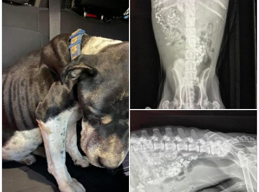 Saking Lapar dan Tak Ada yang Bisa Dimakan, Anjing Ini Terpaksa Makan Batu