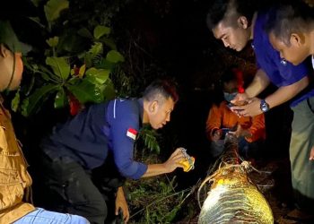 Tubuh Membengkak, Buaya Sinyulong ditemukan Mati di Perkebunan PT CAS Pelalawan Dengan Tubuh Membengkak