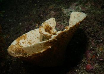 Jutaan Spons Laut di Selandia Baru Mati Karena Perubahan Iklim