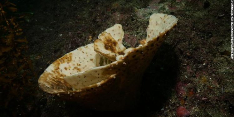 Jutaan Spons Laut di Selandia Baru Mati Karena Perubahan Iklim