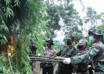 6 Hektare Ladang Ganja di Aceh Utara Dibakar BNN