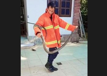 Mengerikan, Dua Ekor Ular Kobra Serbu Rumah dan Barak Militer di Jembrana