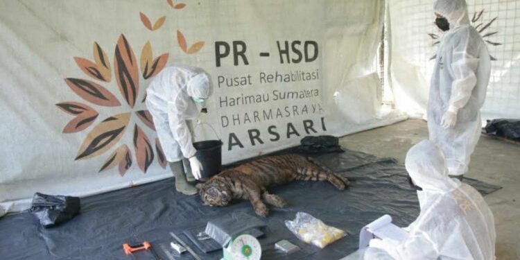 Puti Maua Agam Mati di Tempat Rehabilitasi, Ini Penjelasan BKSDA