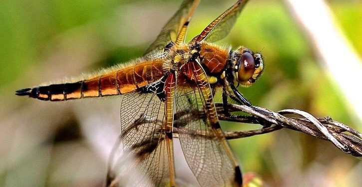 Begini Penjelasan Bagaimana Perubahan Iklim Akan Membunuh Serangga Dan Mempengaruhi Rantai Makanan