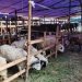 Ditipu Penjual, 350 Warga Bukittingi Gagal Dapat Daging Kurban Idul Adha
