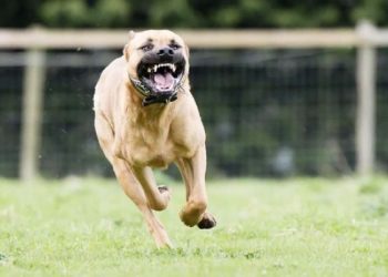 Mau Pergi ke Toko, Lansia Ini Justru Tewas Diserbu 7 Ekor Pitbull