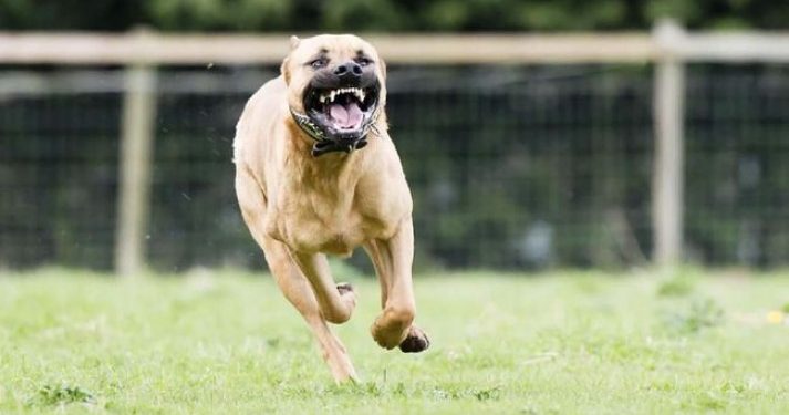 Mau Pergi ke Toko, Lansia Ini Justru Tewas Diserbu 7 Ekor Pitbull