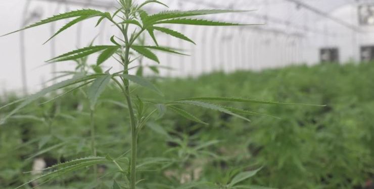 Thailand Mengalami Ledakan Ganja Sejak Penghapusan Tanaman Tersebut Dari Daftar Obat Terlarang