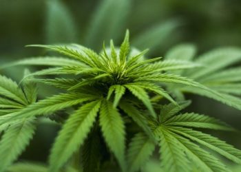 Usai Dilegalkan Pemerintah, Odol Hingga Makanan Ringan Mengandung Ganja Diproduksi Massal di Thailand