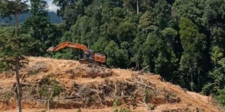 Hutan di Inhu Dirambah, DLHK Riau Diminta Bekuk Dalangnya