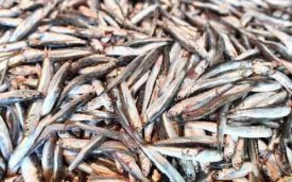 Fenomena Langka! San Francisco Diguyur Hujan Ikan Teri, Ini Penyebabnya