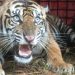 Meresahkan, BKSDA Aceh Tangkap Seekor Harimau yang Sering Mangsa Ternak Warga