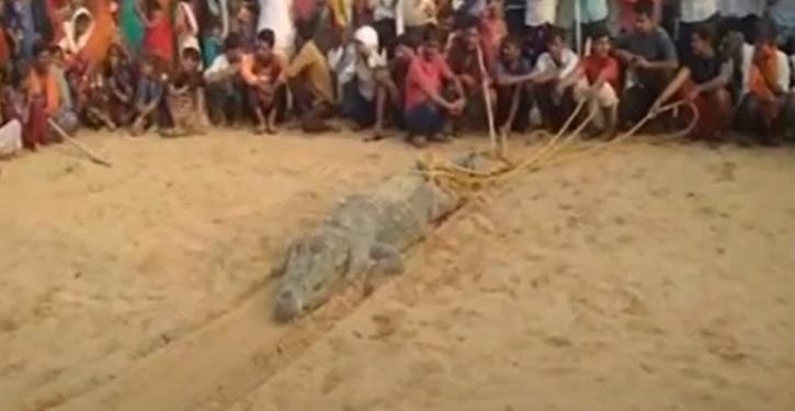 Penduduk Desa Nekat Membunuh Buaya Raksasa Setelah Menelan Seorang Bocah di Sungai Chambal