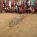 Penduduk Desa Nekat Membunuh Buaya Raksasa Setelah Menelan Seorang Bocah di Sungai Chambal