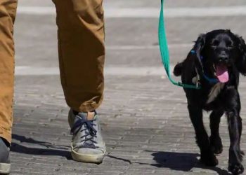 Krisis biaya hidup yang semakin dalam mendorong warga Inggris untuk meninggalkan hewan peliharaan