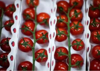 Krisis tomat semakin meningkat di California saat kekeringan meningkat