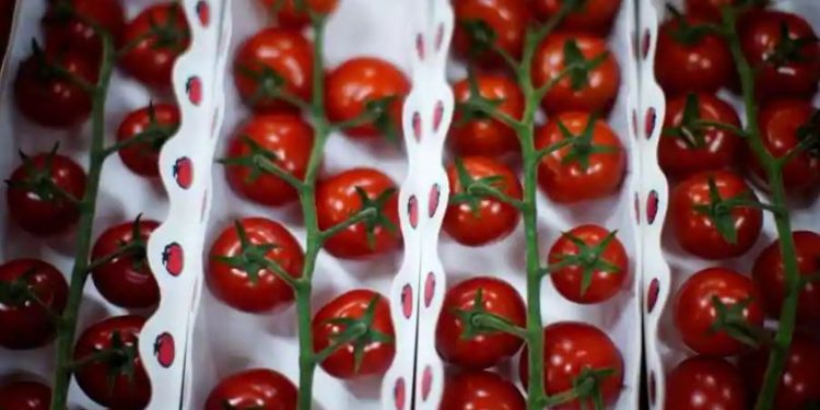 Krisis tomat semakin meningkat di California saat kekeringan meningkat