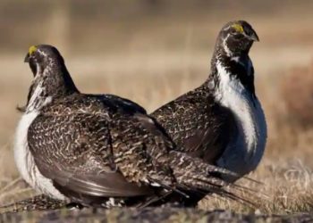 Biro Pengelolaan Pertanahan menghentikan sewa minyak dan gas di 2,2 juta hektar tanah karena masalah iklim