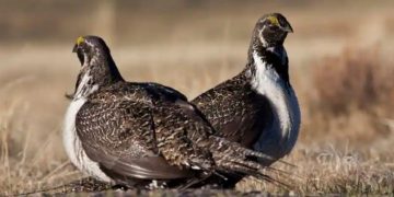 Biro Pengelolaan Pertanahan menghentikan sewa minyak dan gas di 2,2 juta hektar tanah karena masalah iklim