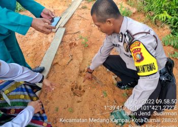 Heboh, Warga Dumai Temukan Jejak Harimau di Tengah Pemukiman