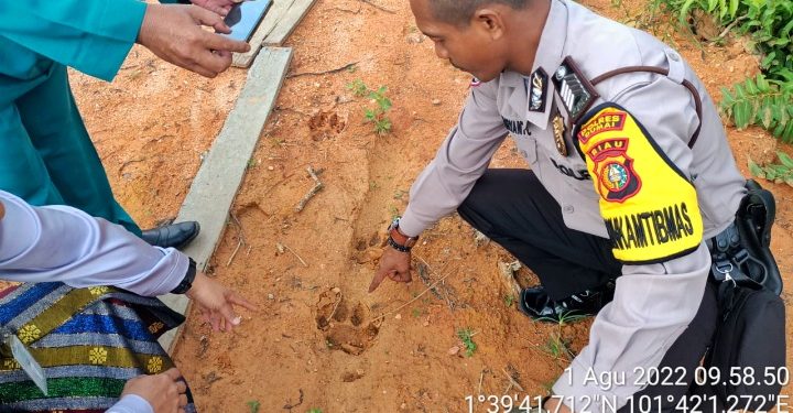 Heboh, Warga Dumai Temukan Jejak Harimau di Tengah Pemukiman