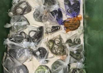 Selundupkan 1.700 Hewan Terancam Punah, Pria California Mengaku Bersalah