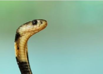 Ketika gigitan ular kobra membunuh seorang pawang ular di pinggiran Bengaluru