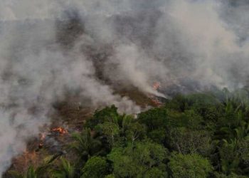 3.358 kebakaran terdeteksi dalam satu hari di Amazon Brasil, tertinggi sepanjang 15 tahun