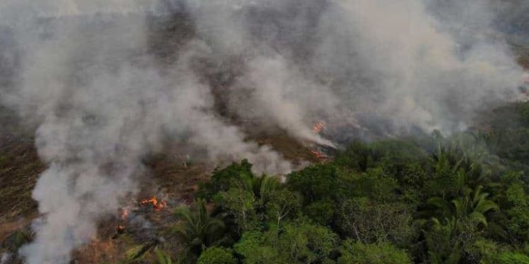 3.358 kebakaran terdeteksi dalam satu hari di Amazon Brasil, tertinggi sepanjang 15 tahun