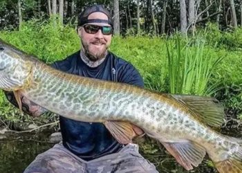 Nelayan AS Tangkap Ikan ‘Monster’ Tiger Muskie, Membuat Warganet Terkejut