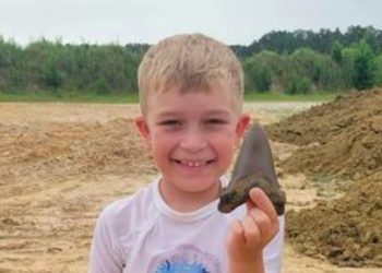 Bocah 8 Tahun Temukan Gigi Hiu Purba Megalodon