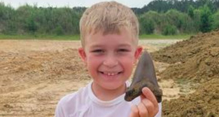 Bocah 8 Tahun Temukan Gigi Hiu Purba Megalodon