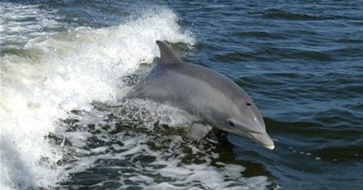 4 Hewan Ini Punya IQ Tinggi Setara Manusia, Apa Saja?