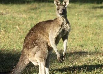 Pria Australia dibunuh oleh kanguru liar dalam serangan fatal