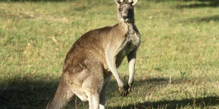 Pria Australia dibunuh oleh kanguru liar dalam serangan fatal