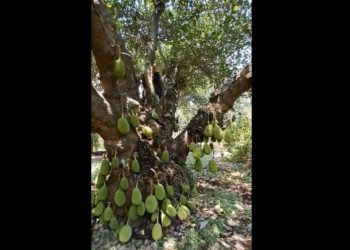 Netizen kagum dengan pohon nangka berusia 200 tahun di Tamil Nadu