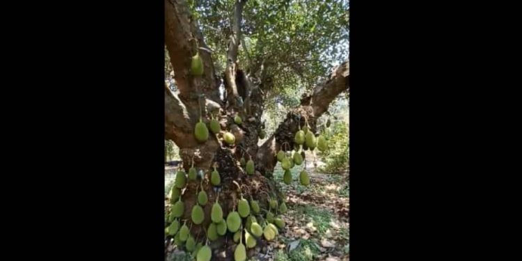 Netizen kagum dengan pohon nangka berusia 200 tahun di Tamil Nadu
