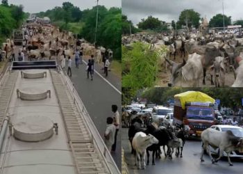 Dalam protes aneh, tempat penampungan di Gujarat India melepaskan ribuan sapi di kantor-kantor pemerintah