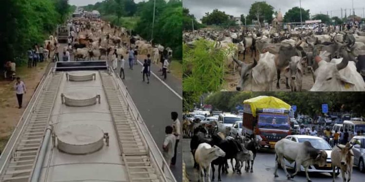 Dalam protes aneh, tempat penampungan di Gujarat India melepaskan ribuan sapi di kantor-kantor pemerintah