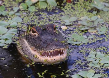 Lagi Asik Berkebun, Nenek Ini Tergelincir ke Kolam Buaya, Tewas