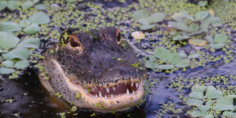 Lagi Asik Berkebun, Nenek Ini Tergelincir ke Kolam Buaya, Tewas