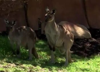 Di tengah gelombang panas, penjaga kebun binatang menggunakan es batu dan pancuran air dingin untuk mendinginkan hewan