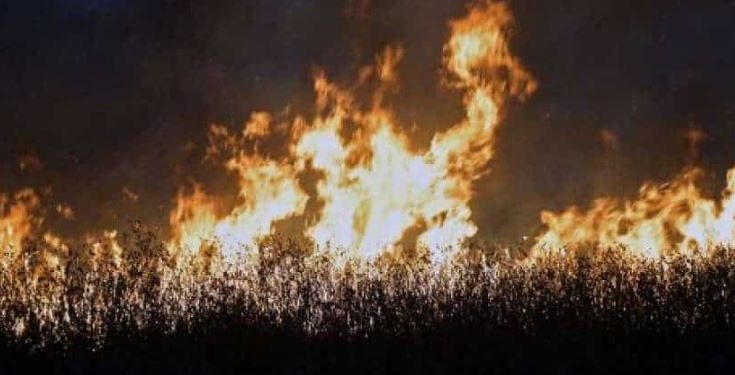 Bak neraka, pemanasan global memicu gelombang panas, kebakaran hutan, dan polusi udara di seluruh dunia