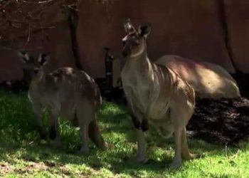 Di tengah gelombang panas, penjaga kebun binatang menggunakan es batu dan pancuran air dingin untuk mendinginkan hewan