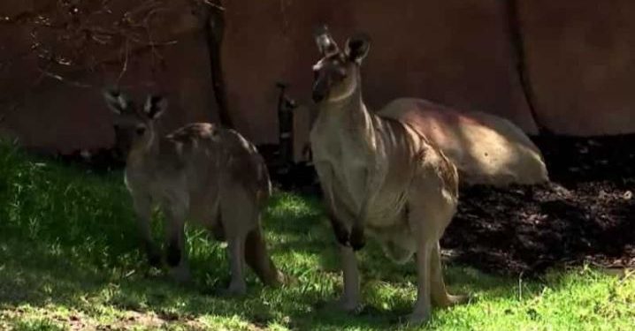 Di tengah gelombang panas, penjaga kebun binatang menggunakan es batu dan pancuran air dingin untuk mendinginkan hewan