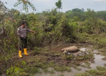 Geger, 35 Hewan Kerbau di Kecamatan Tambang Mati Mendadak