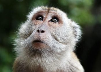 Pembuat Konten Sadis Siksa Mati Bayi Monyet Tasik Ditangkap!