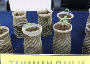 Kecanduan Daun Ganja, Pemuda asal Bogor Nekat Tanam di Rumah untuk Berhemat